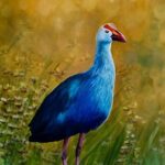 Painting of a Grey-Headed Swamphen with bright blue feathers standing in green marsh grass against a glowing golden background.
